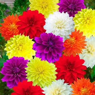 Colorful Decorative Dahlia Mix