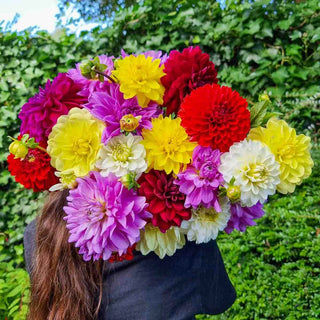 Colorful Decorative Dahlia Mix