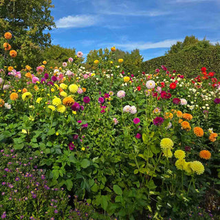 Colorful Decorative Dahlia Mix