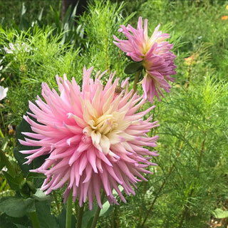 Bright Cactus Dahlia Star's Favourite