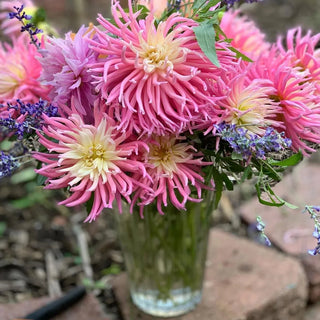 Bright Cactus Dahlia Star's Favourite