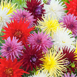 Bright Cactus Dahlia Mix