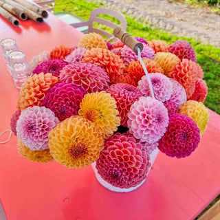 Giant Ball Dahlia Mix