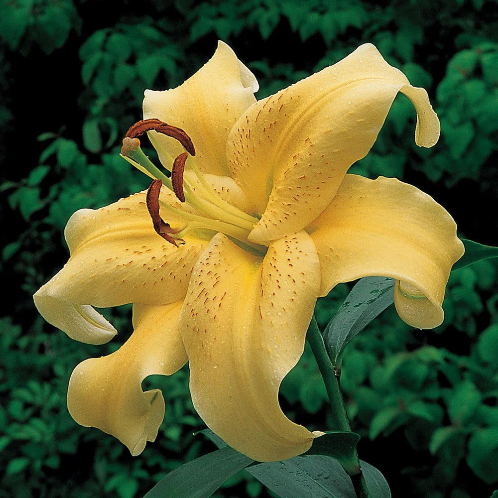 yellow lily flower plant Oriental Lily Golden Star Gazer