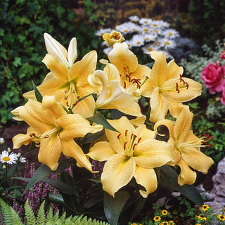 Oriental Lily Golden Star Gazer