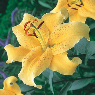 Oriental Lily Golden Star Gazer