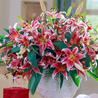 Oriental Lily Star Gazer