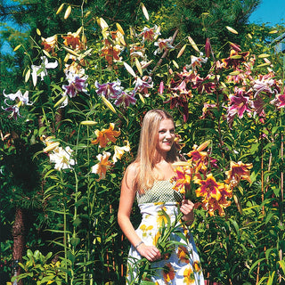 Giant Orienpet Lilies Mixed Colors