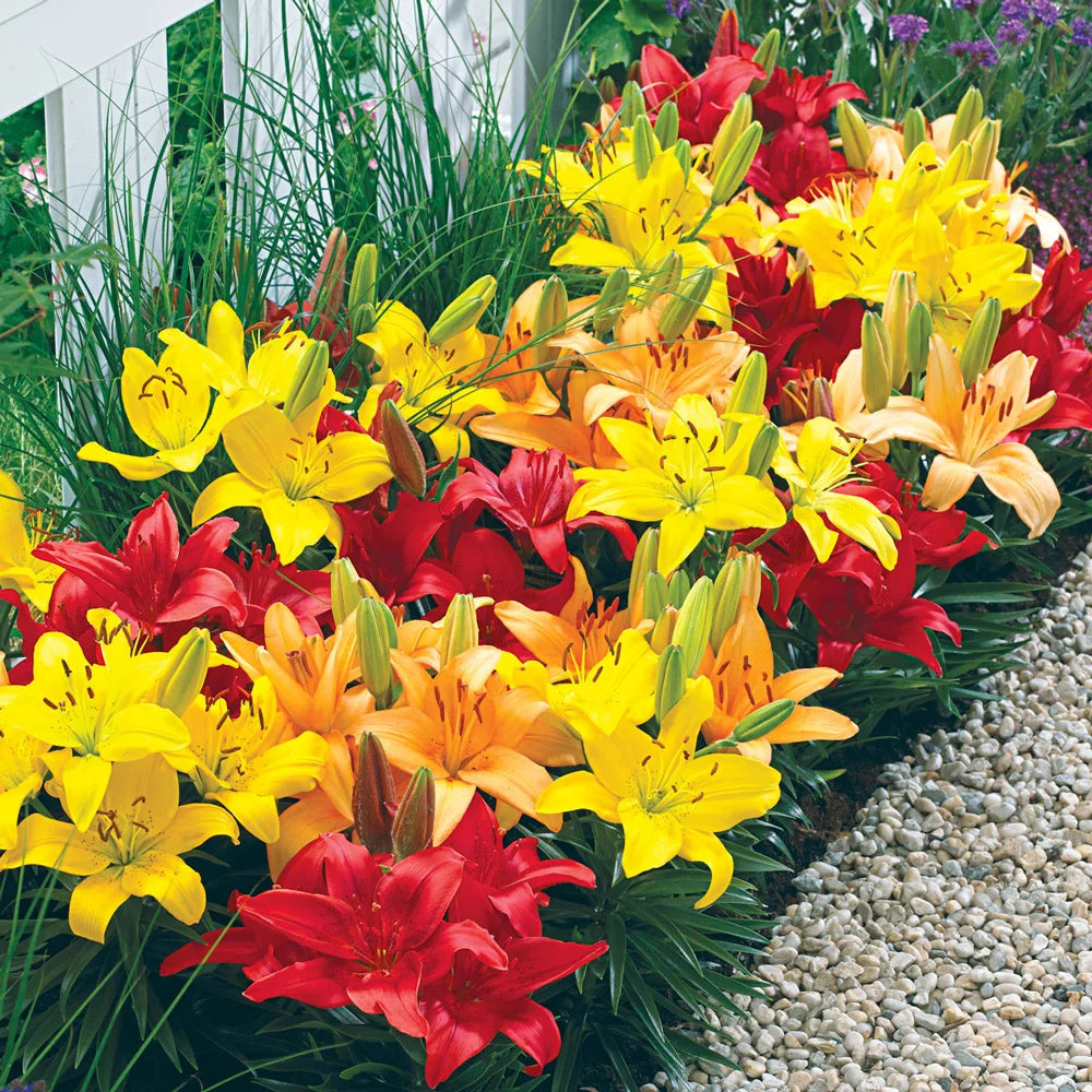 do asiatic lily bulbs multiply Asiatic Border Lilies Mixed