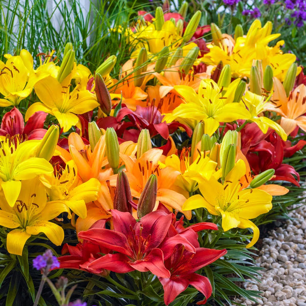 asiatic lily gironde Asiatic Border Lilies Mixed