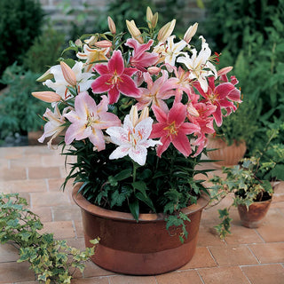 Oriental Border Lilies Mixed