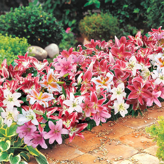 Oriental Border Lilies Mixed