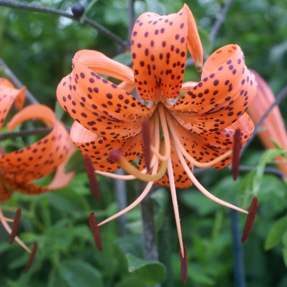 order tiger lilies Tiger Lily Tigrinum Splendens