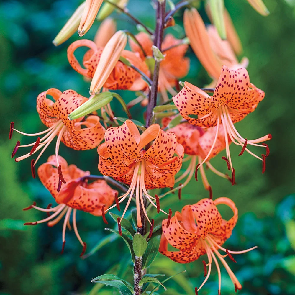 mexican tiger lily Tiger Lily Tigrinum Splendens