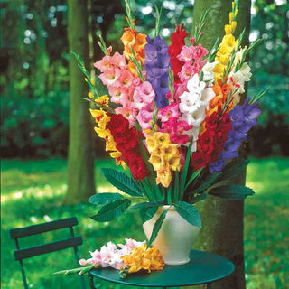 Hybrid Gladiolus Mixture