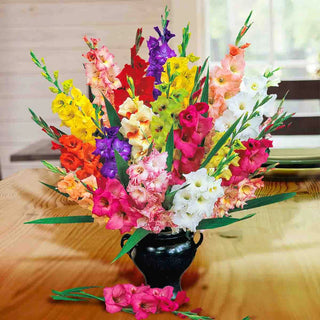 Hybrid Gladiolus Mixture