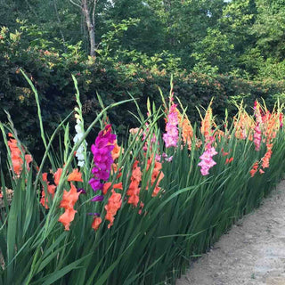 Hybrid Gladiolus Mixture