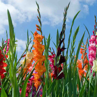 Hybrid Gladiolus Mixture