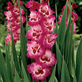Hybrid Gladiolus Vandohla
