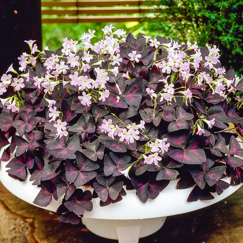 hanging shamrock plant Burgundy Shamrock (Oxalis triangularis)