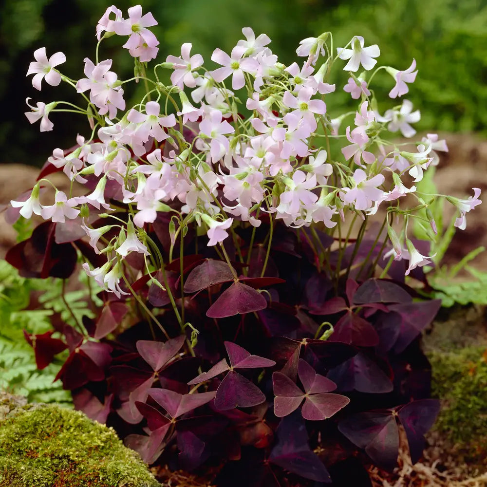 hanging shamrock plant Burgundy Shamrock (Oxalis triangularis)