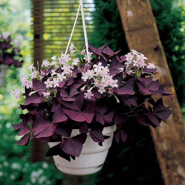 red shamrock house plant Burgundy Shamrock (Oxalis triangularis)