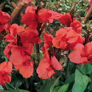 Giant Canna City of Portland