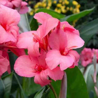 Giant Canna City of Portland