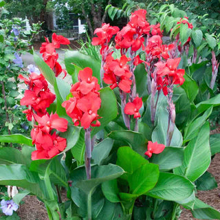 Giant Canna City of Portland