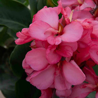 Giant Canna City of Portland