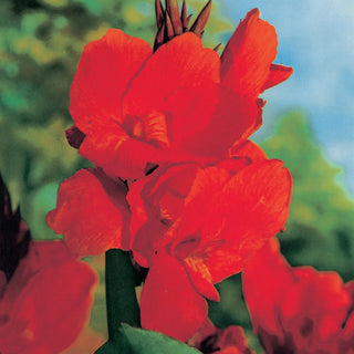 Giant Canna Red King Humbert