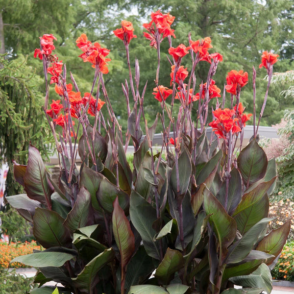 Giant Canna Red King Humbert