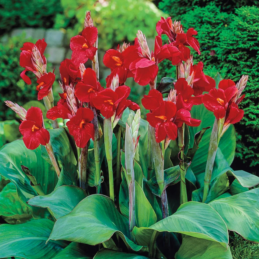canna house plant Dwarf Canna The President