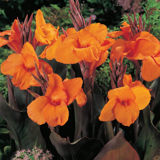 Giant Canna Wyoming
