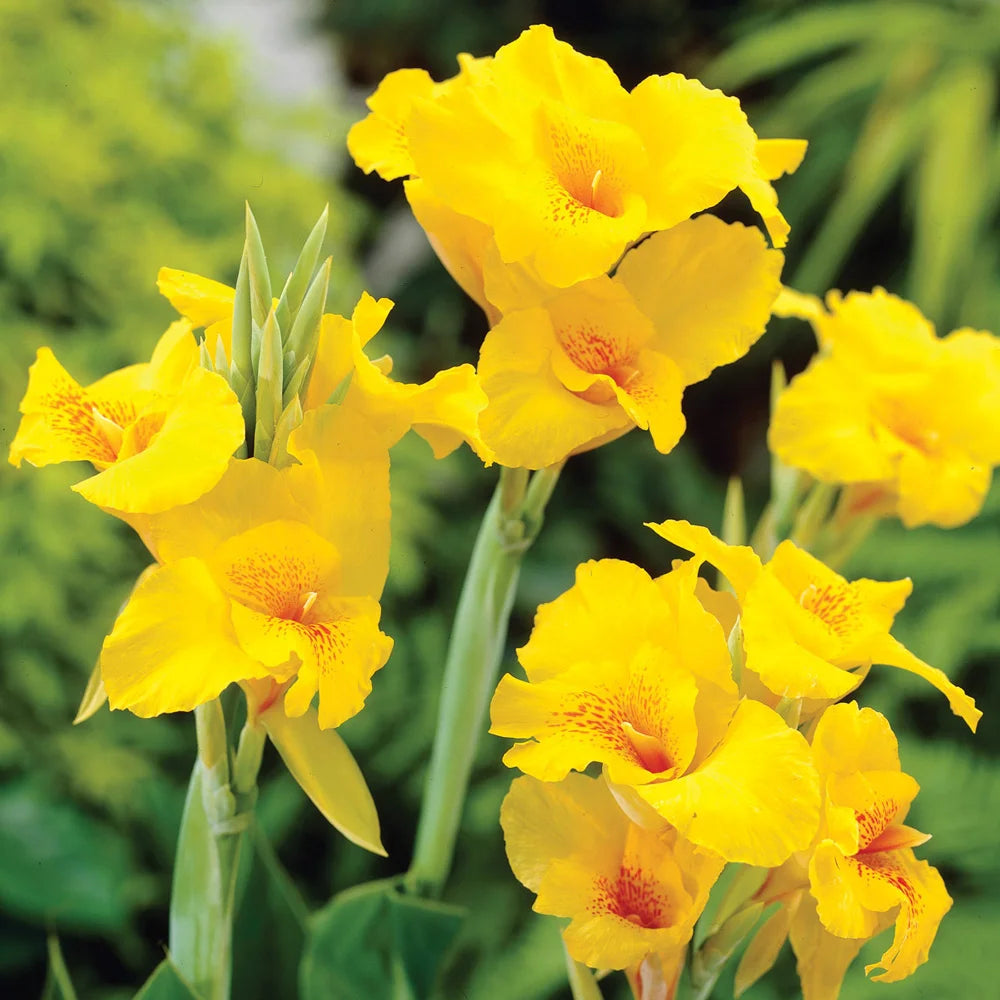 canna lily yellow flower Giant Canna Yellow King Humbert