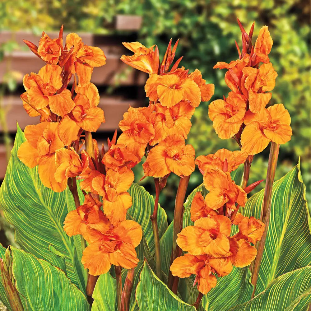 canna lily orange flower Variegated Giant Canna Pretoria