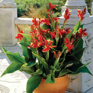 Dwarf Canna Lucifer