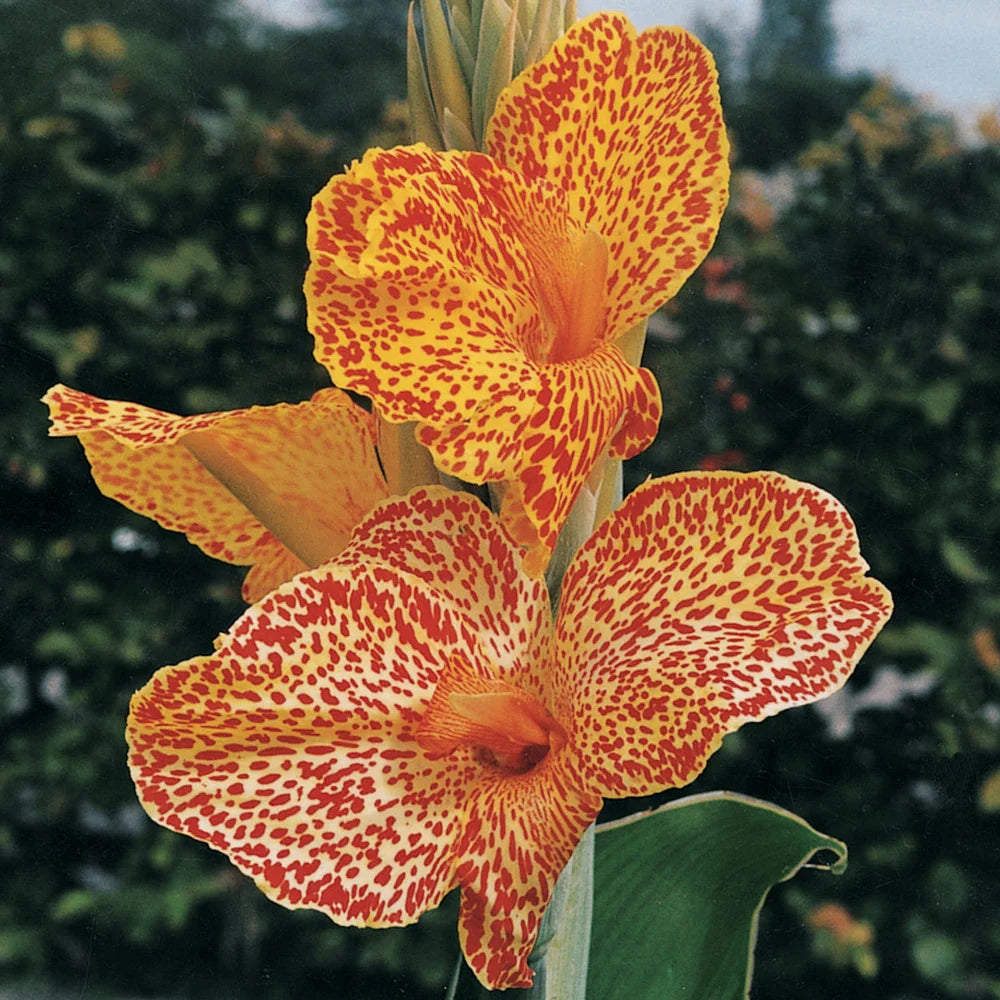 picasso lily flower Dwarf Canna Picasso