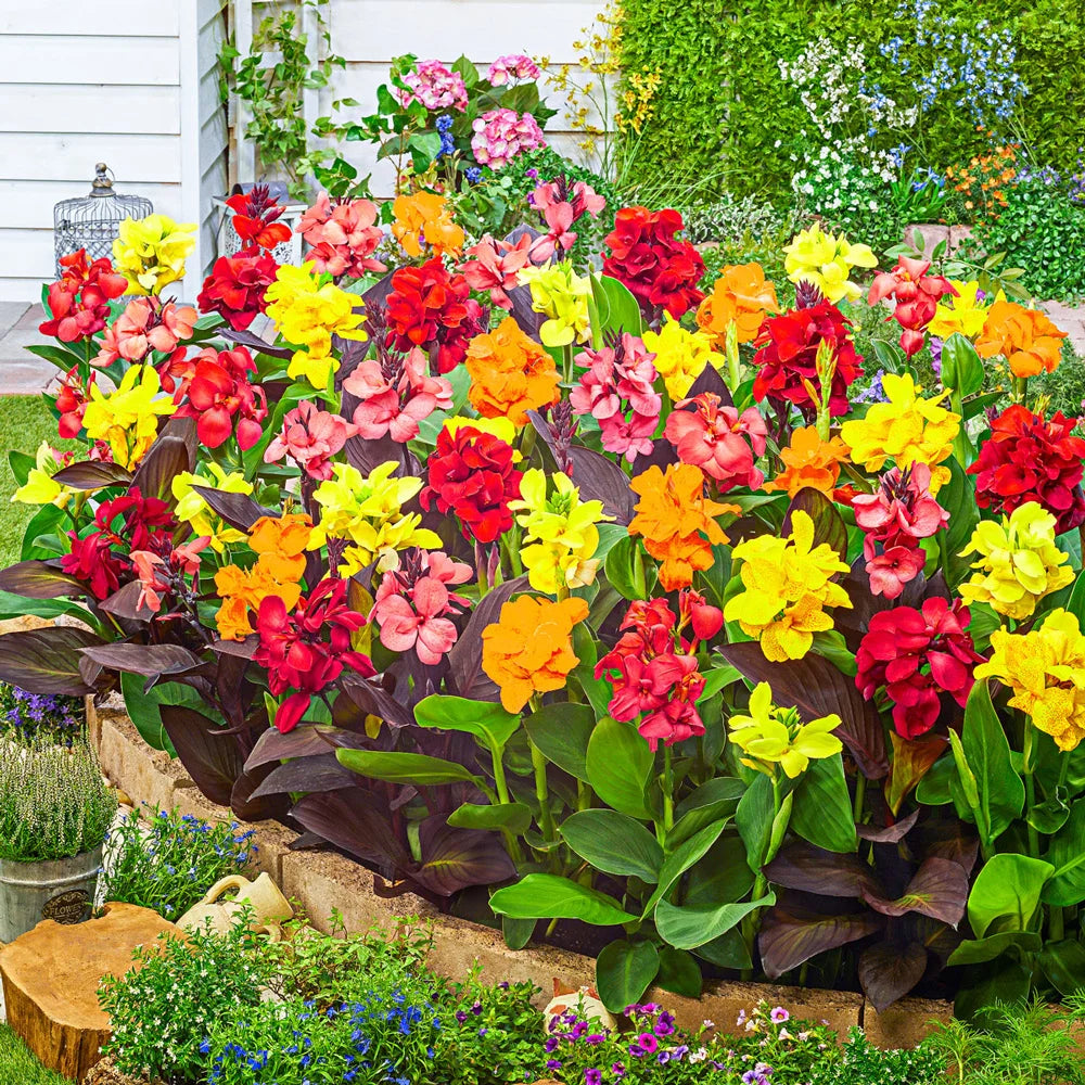 dwarf pot plants Dwarf Cannas Mixed