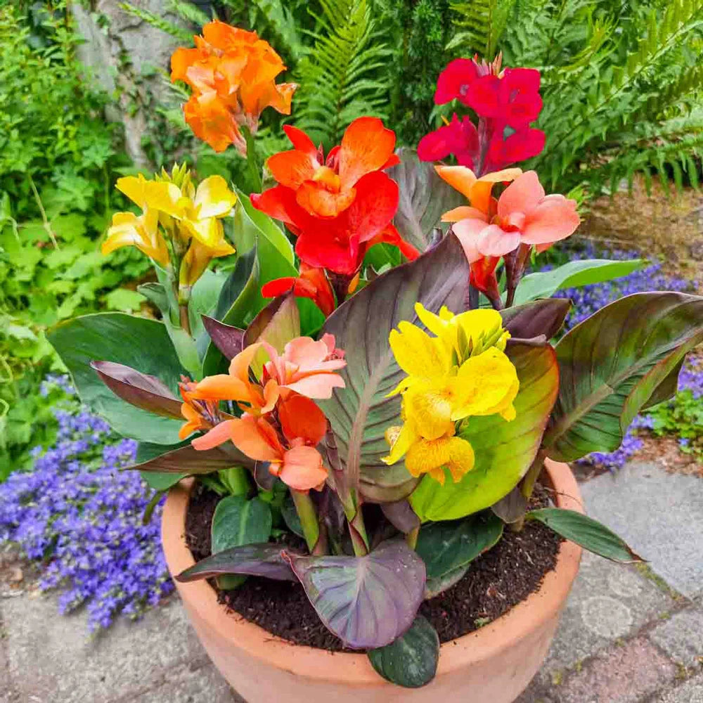 can canna bulbs be planted in pots Dwarf Cannas Mixed