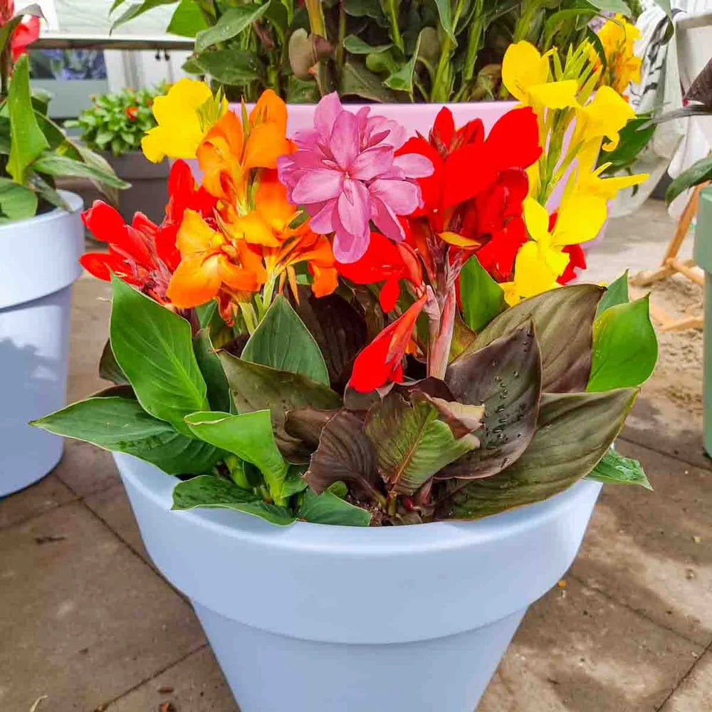 planting canna lilies in pots Dwarf Cannas Mixed