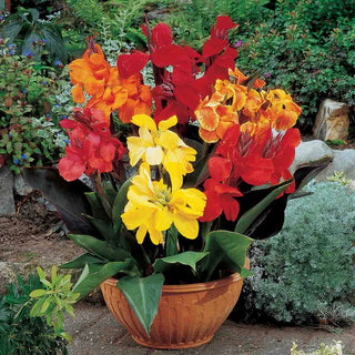 Dwarf Cannas Mixed