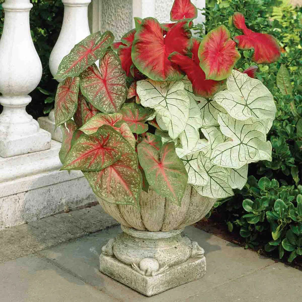 potting mix for caladiums Caladium Mixed