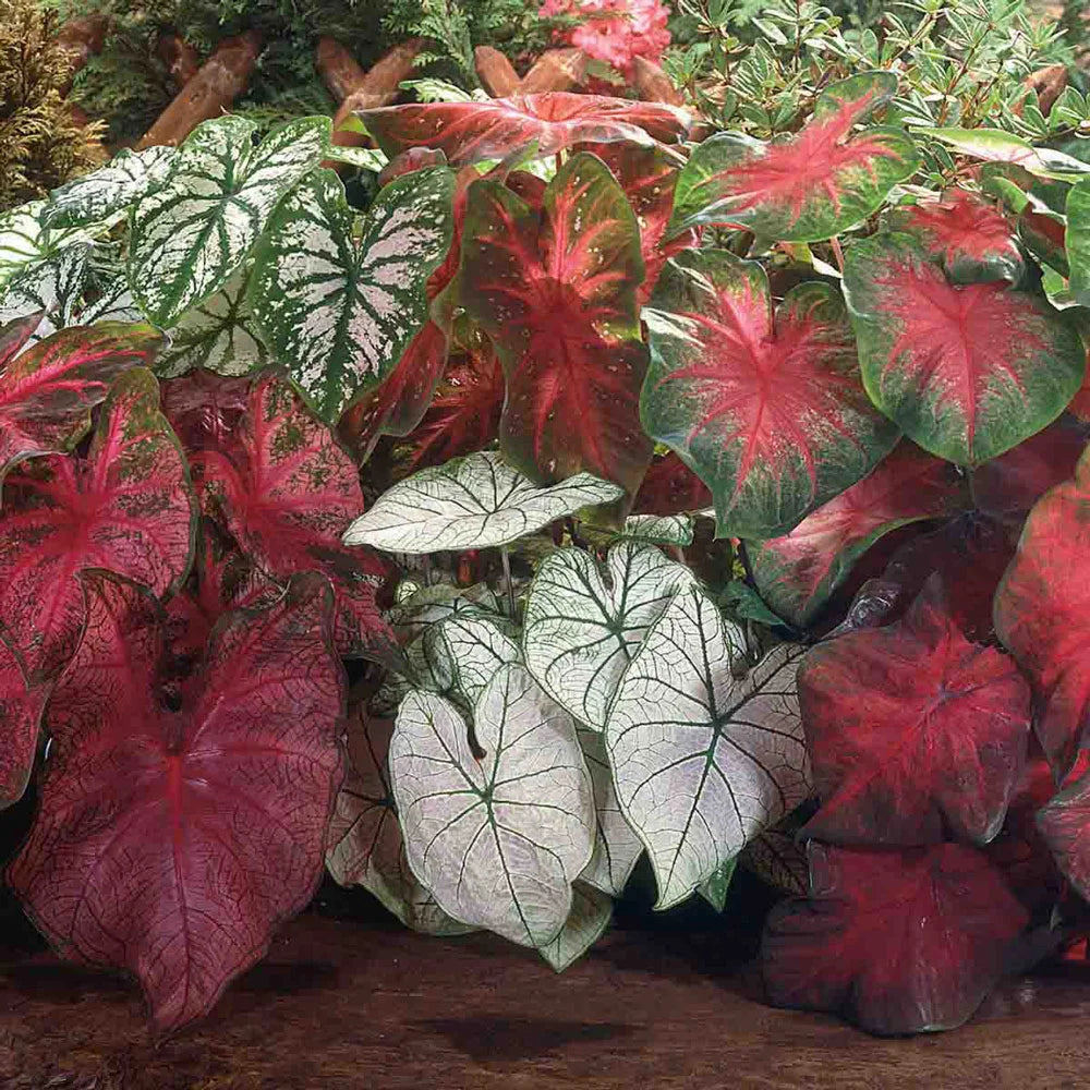 caladium potting mix Caladium Mixed