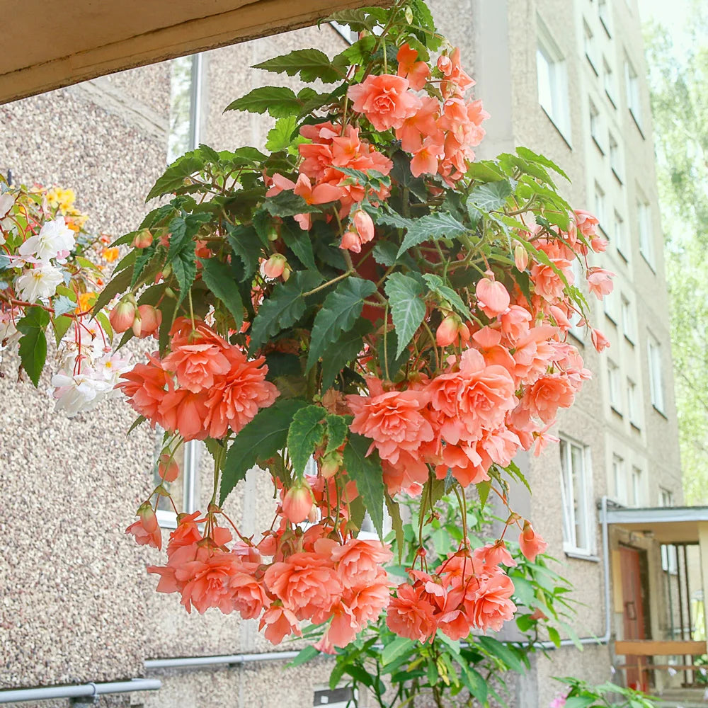 planting begonia hanging baskets Double Hanging Basket Begonias Apricot