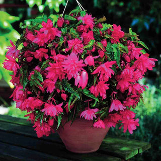 Double Hanging Basket Begonias Pink
