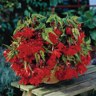 Double Hanging Basket Begonias Scarlet