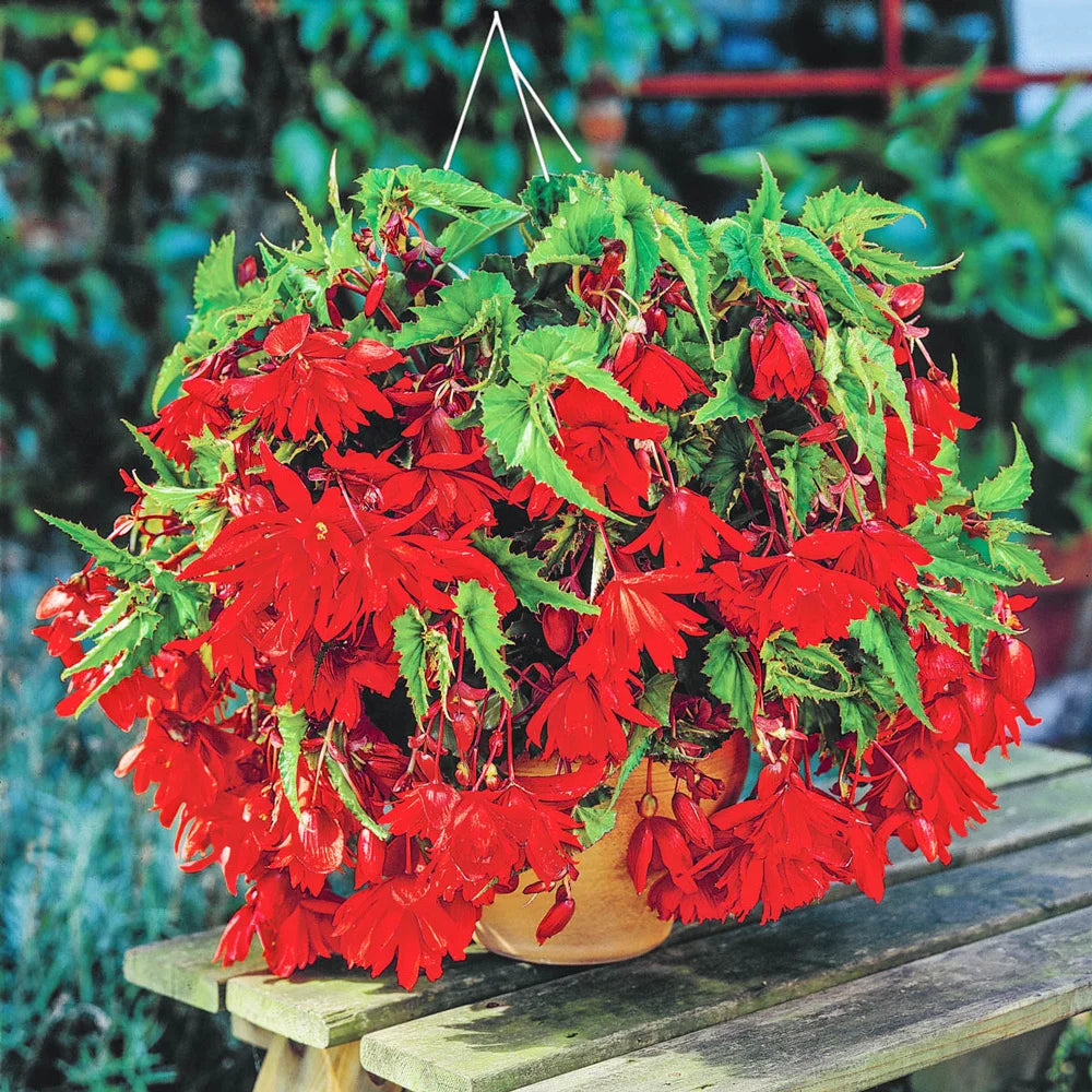 begonia hanging plant Double Hanging Basket Begonias Scarlet