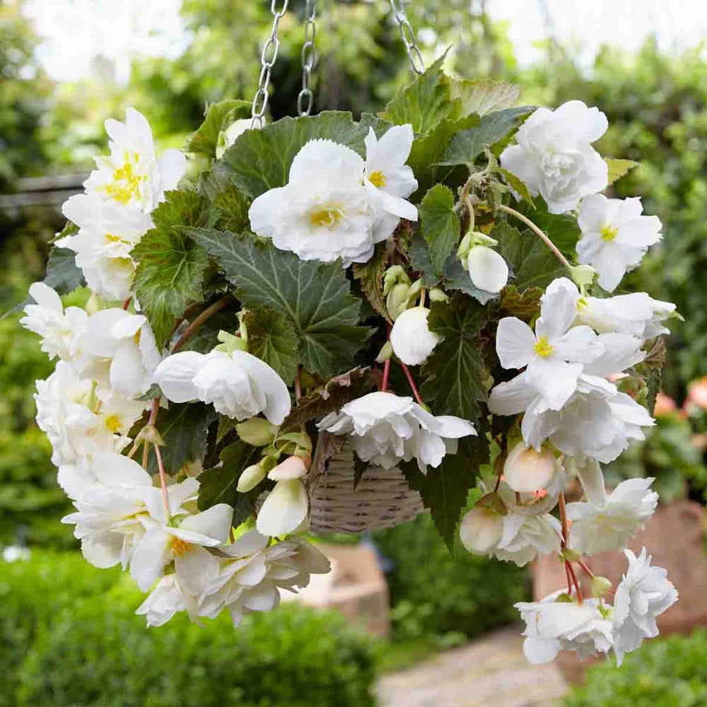 white flower hanging plant Double Hanging Basket Begonias White