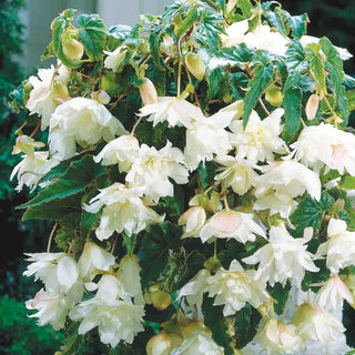 Double Hanging Basket Begonias White